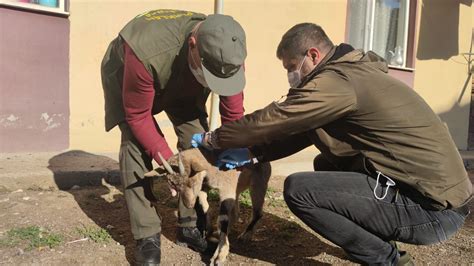 Tunceli’de koruma altındaki yaban keçisi avlayan şahıslar fotokapana yakalandı: 345 bin lira ceza